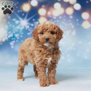 Salley, Mini Goldendoodle Puppy